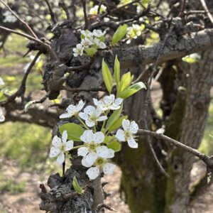 Bartletts in Bloom