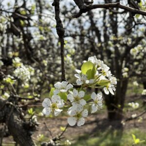 Bartletts in Bloom