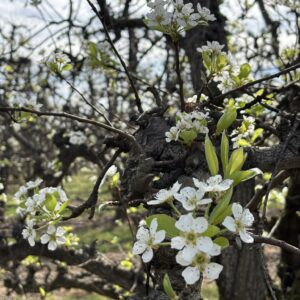 Bartletts in Bloom