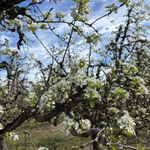 Bartletts in Bloom